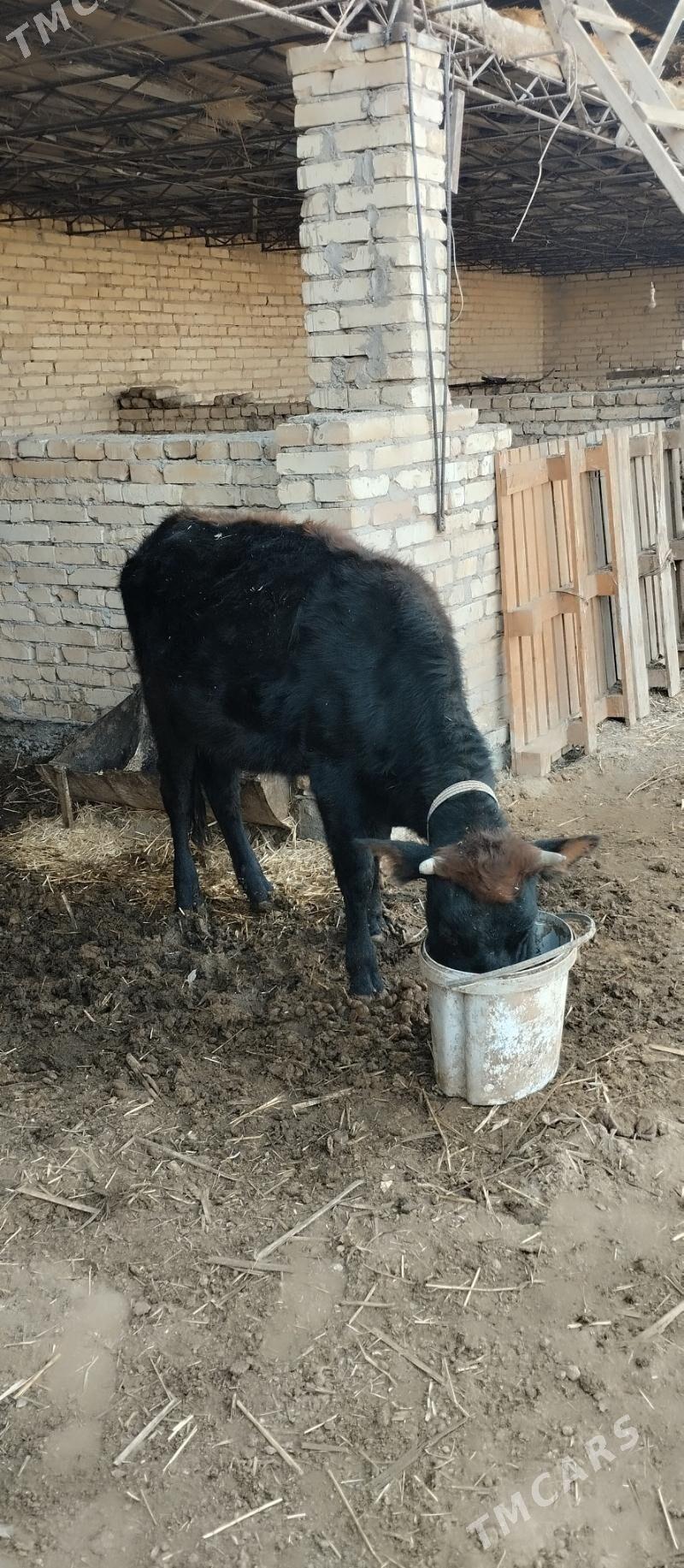 Unajyn - Туркменабат - img 2