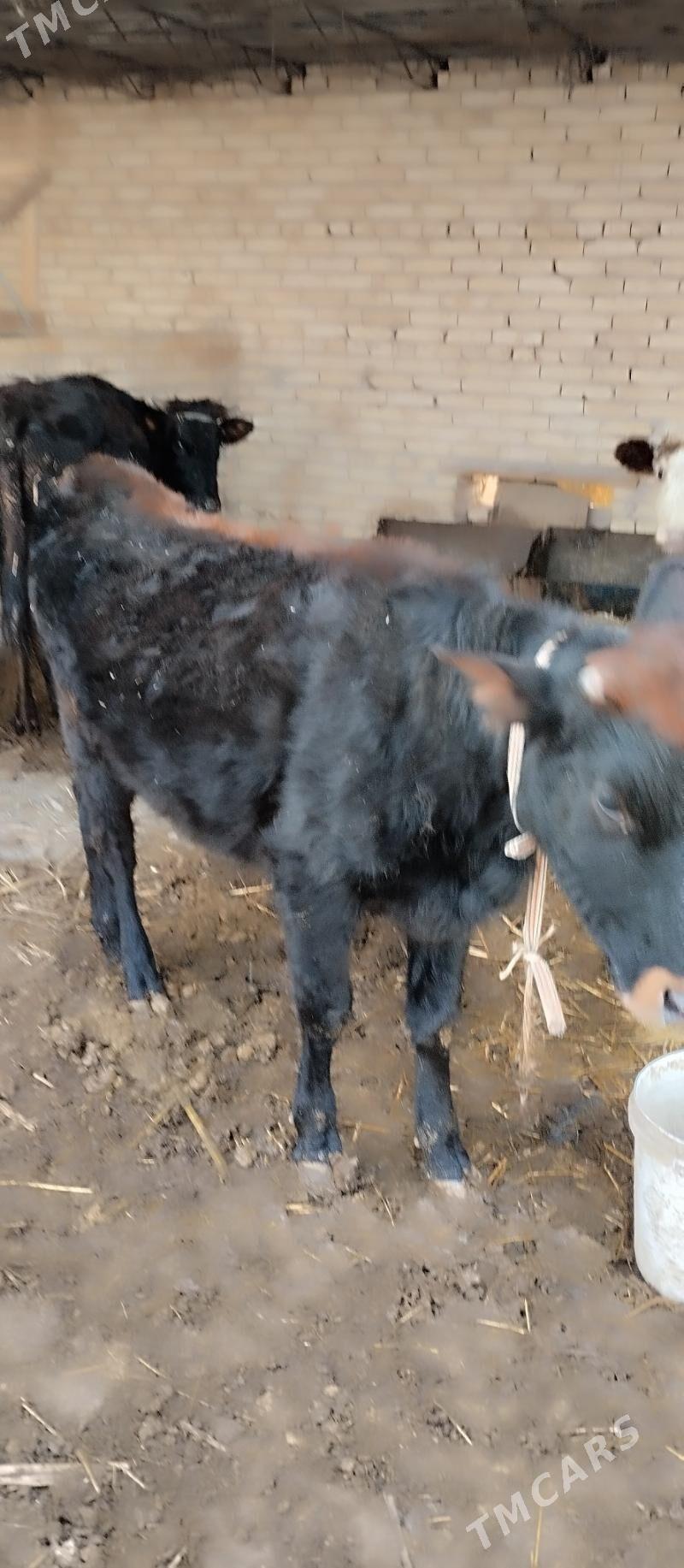 Unajyn - Туркменабат - img 3