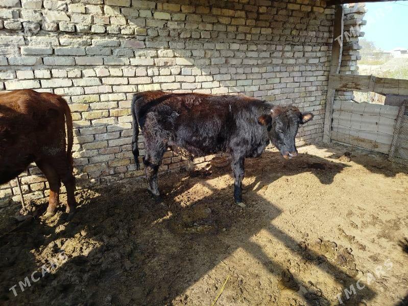 gulajyn okiz - Мары - img 5