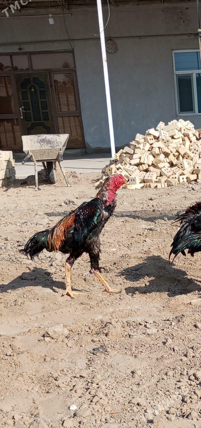 Baýes - Сакарчага - img 2