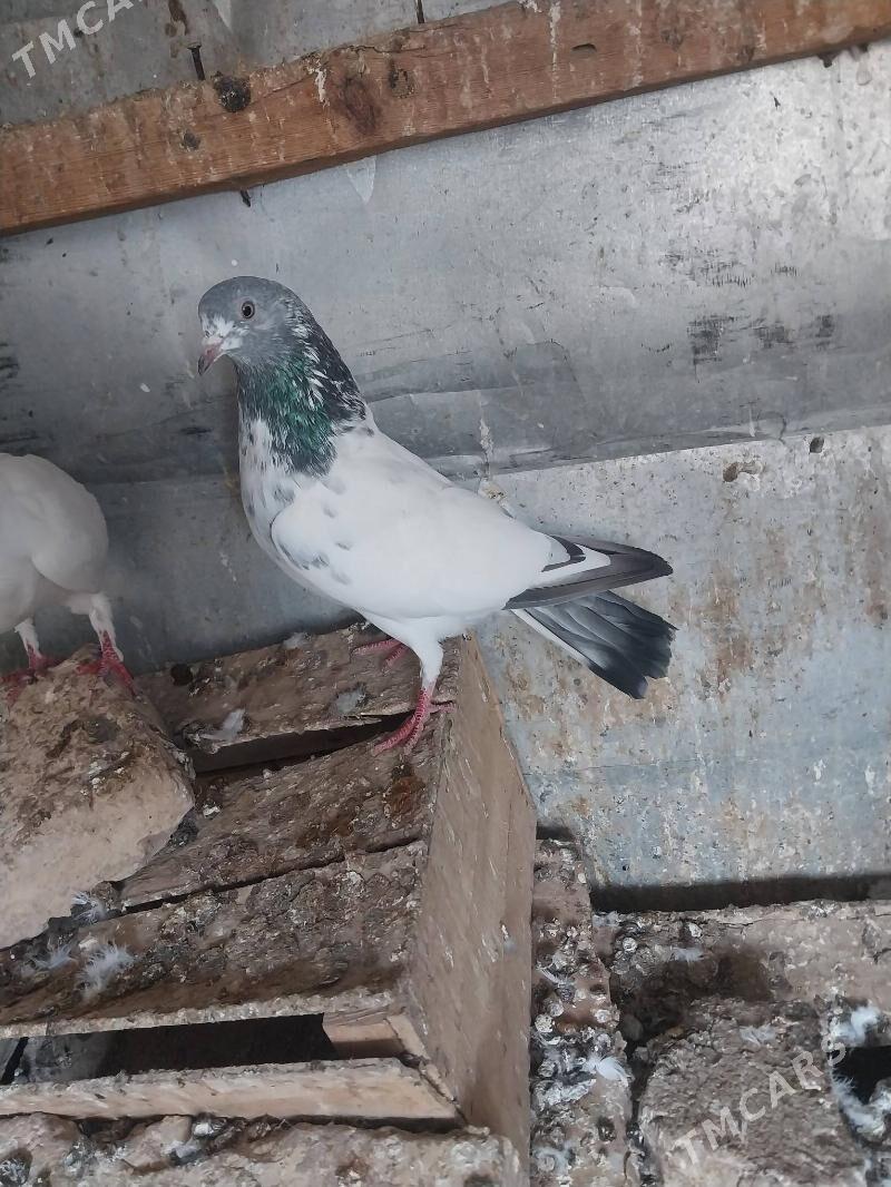 KEPDERI. - Мургап - img 3