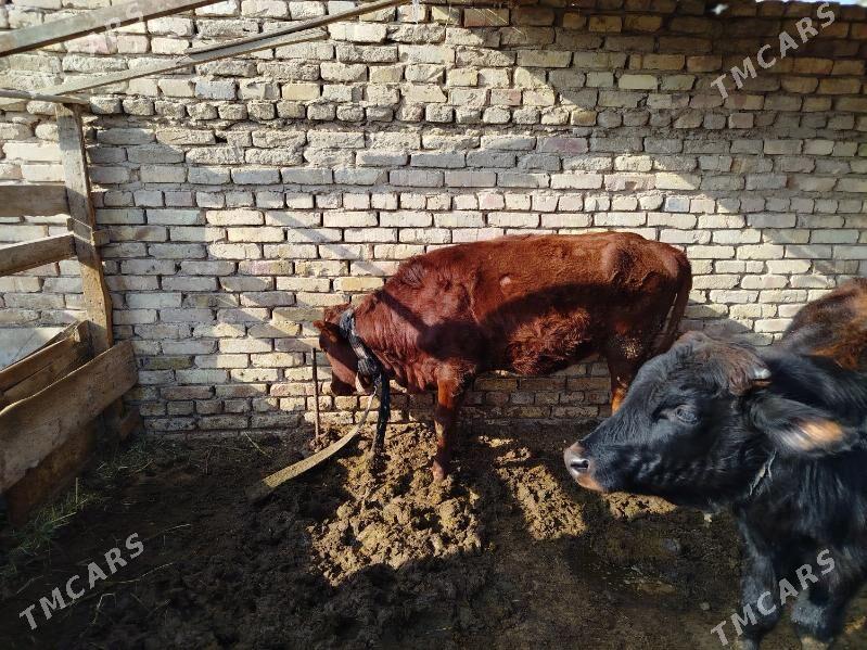 gulajyn okiz - Мары - img 2