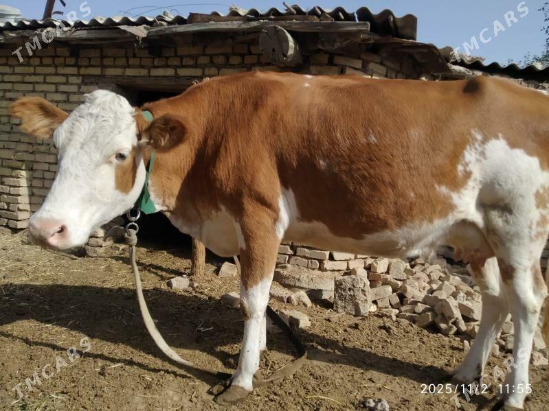 semental göleli sygyr - Мары - img 3