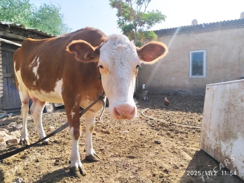 semental göleli sygyr - Мары - img 4