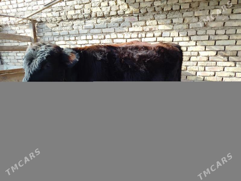 gulajyn okiz - Мары - img 3