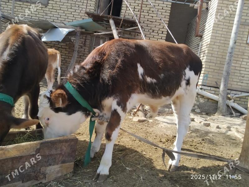 semental göleli sygyr - Мары - img 2