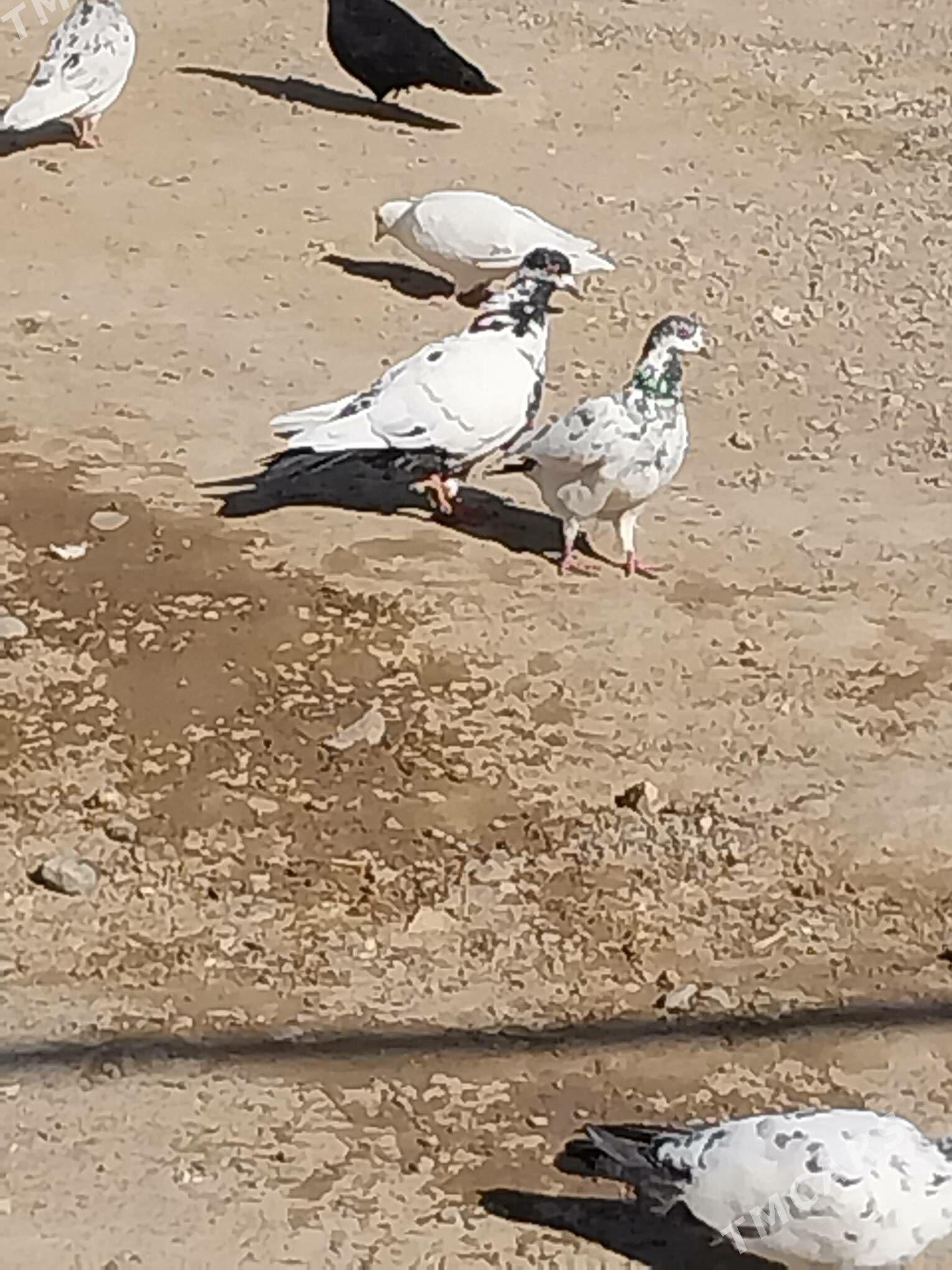 kepderi - Murgap - img 3