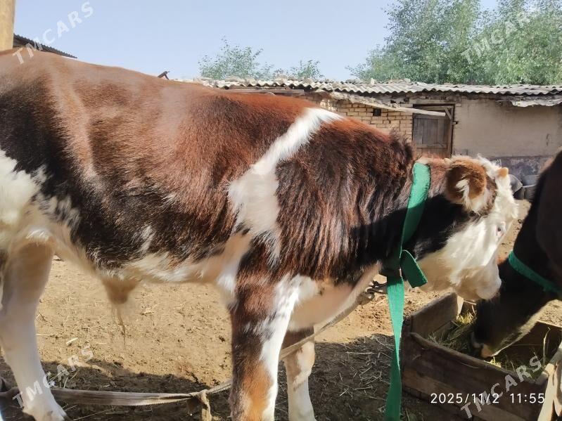 semental göleli sygyr - Мары - img 1