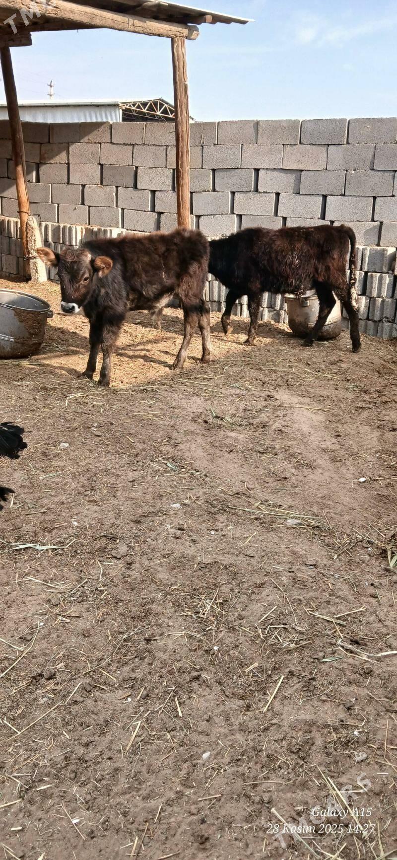 Okizceler - Бахарден - img 3