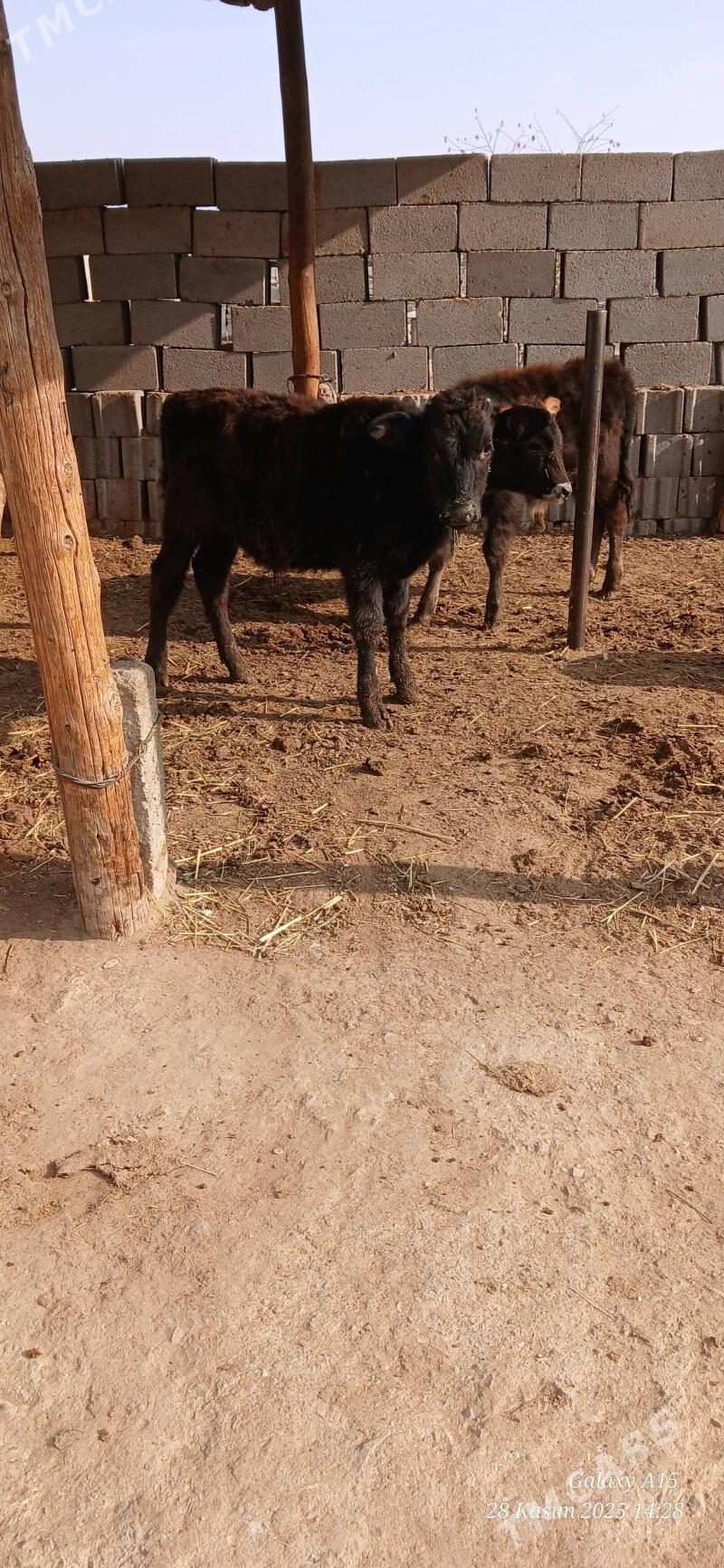 Okizceler - Бахарден - img 5