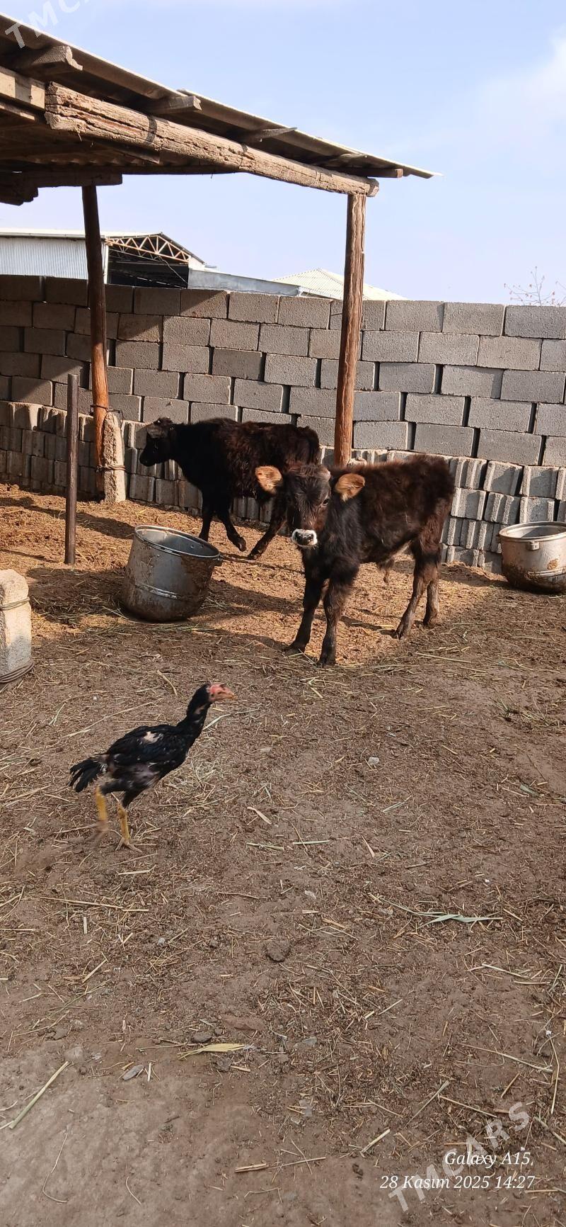 Okizceler - Бахарден - img 2