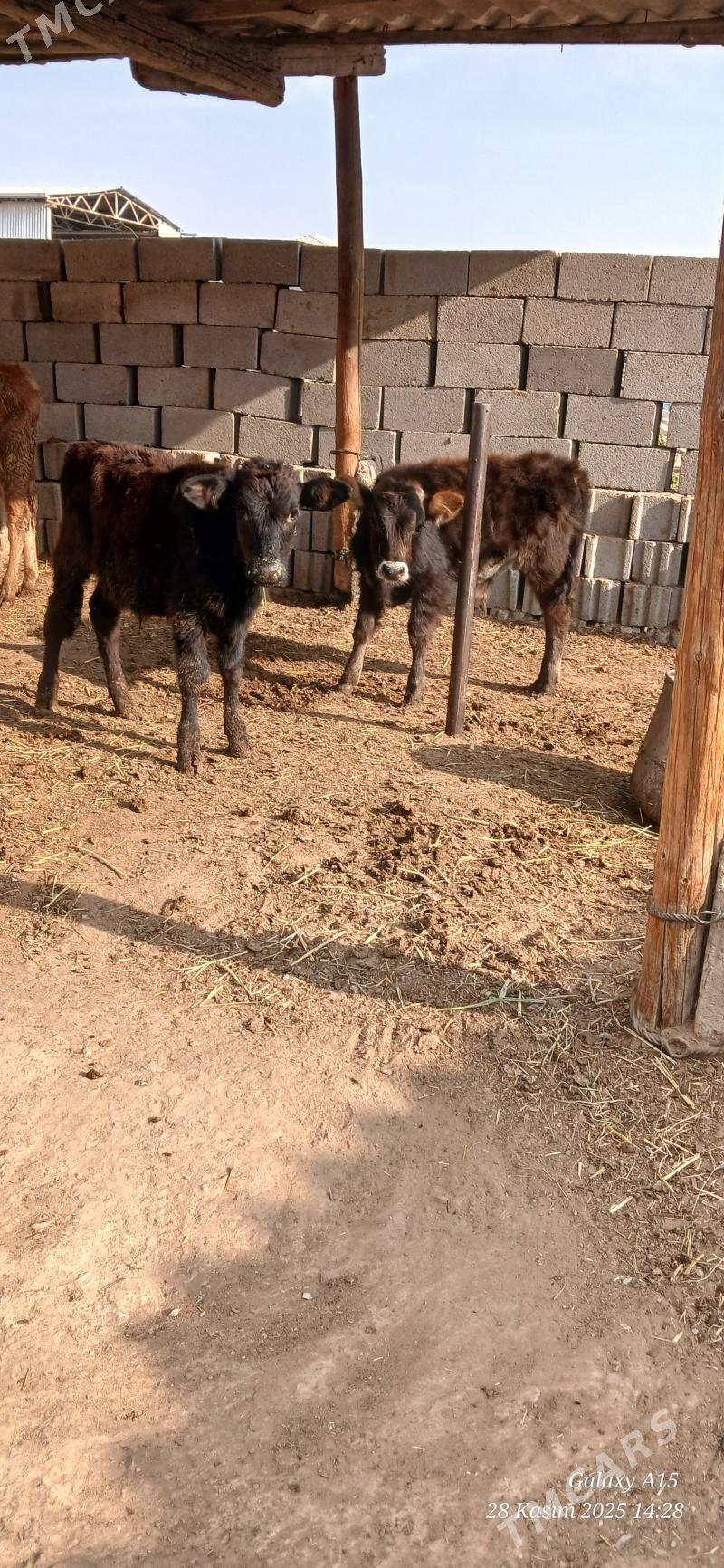 Okizceler - Бахарден - img 1