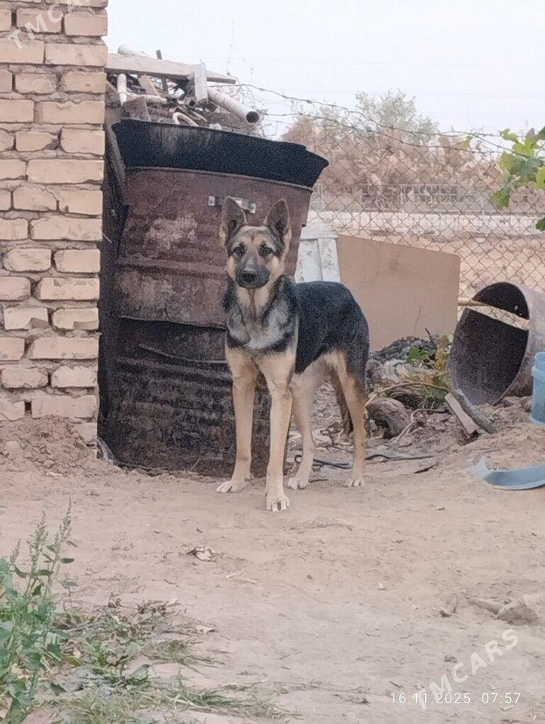 AWÇARKA - Мары - img 3