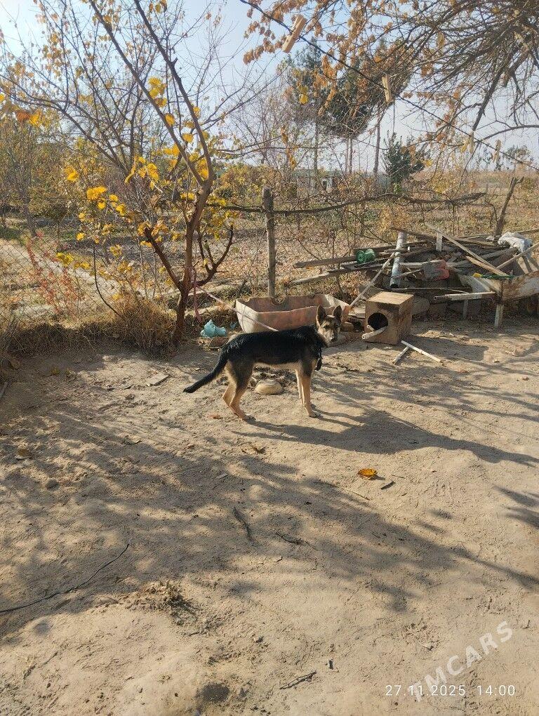 AWÇARKA - Мары - img 2