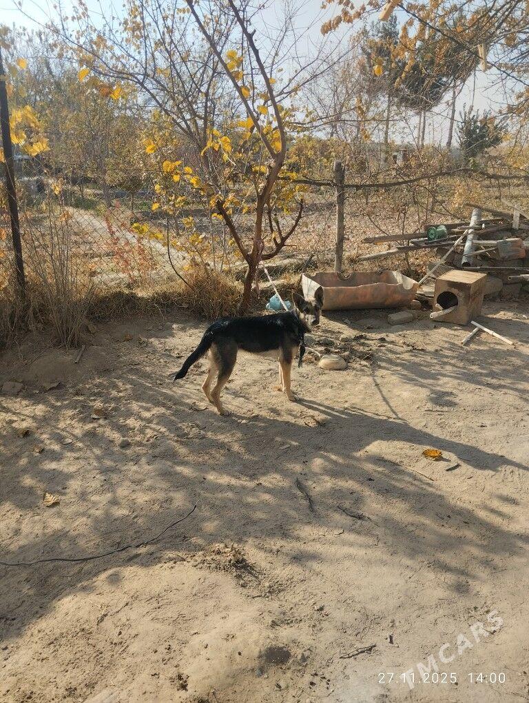 AWÇARKA - Мары - img 5