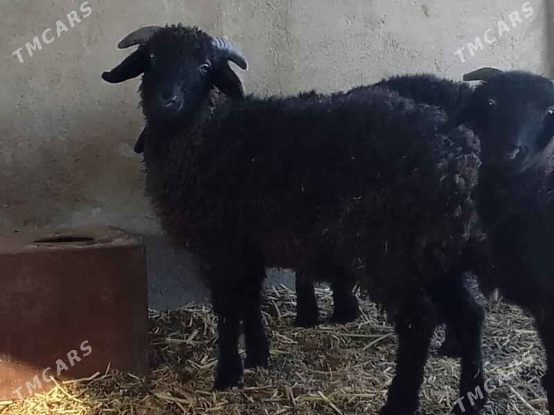 tokly - Багир - img 2