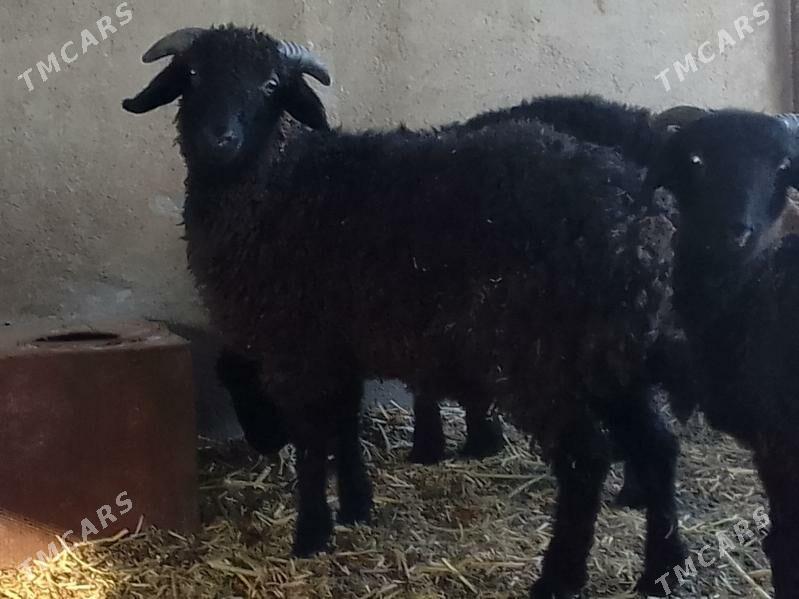 tokly - Багир - img 3