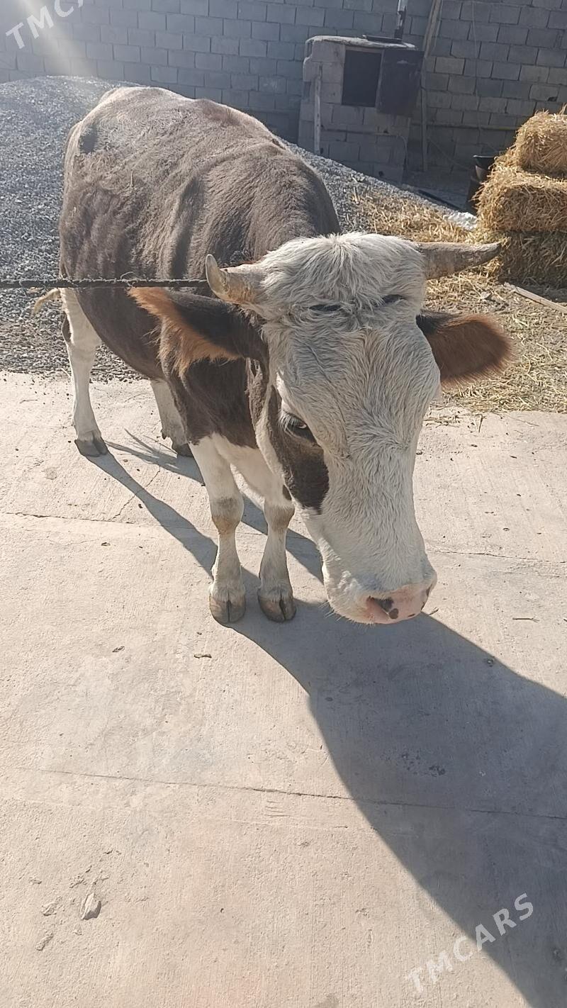 sygyr - Гёкдже - img 2