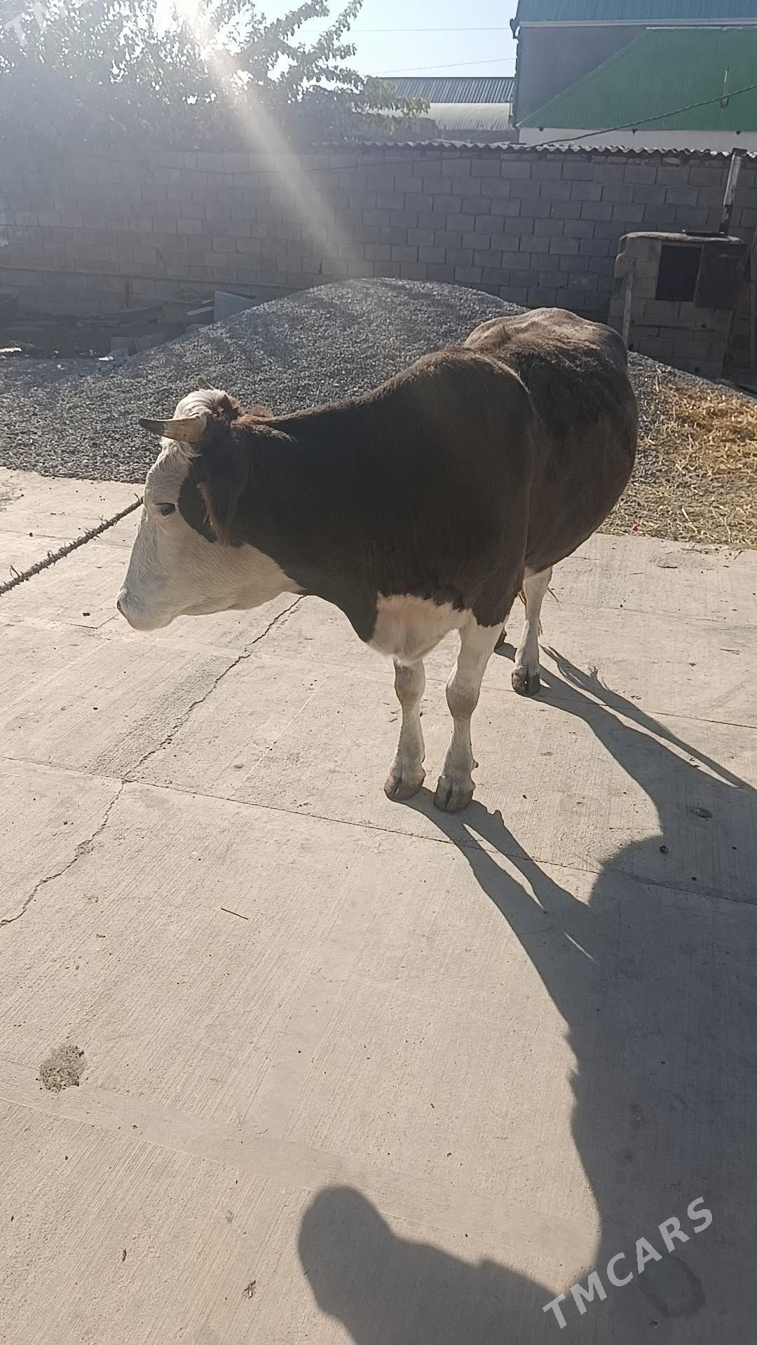 sygyr - Гёкдже - img 1