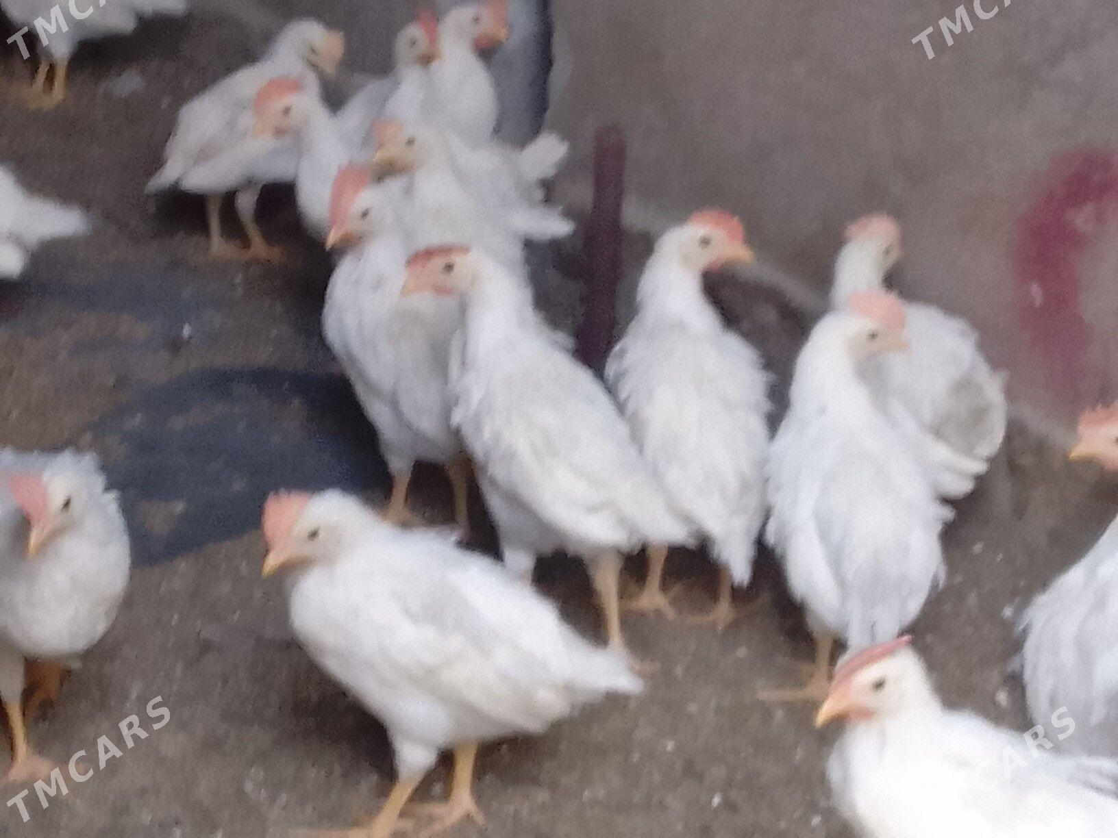 juyje elin - Bagyr - img 2