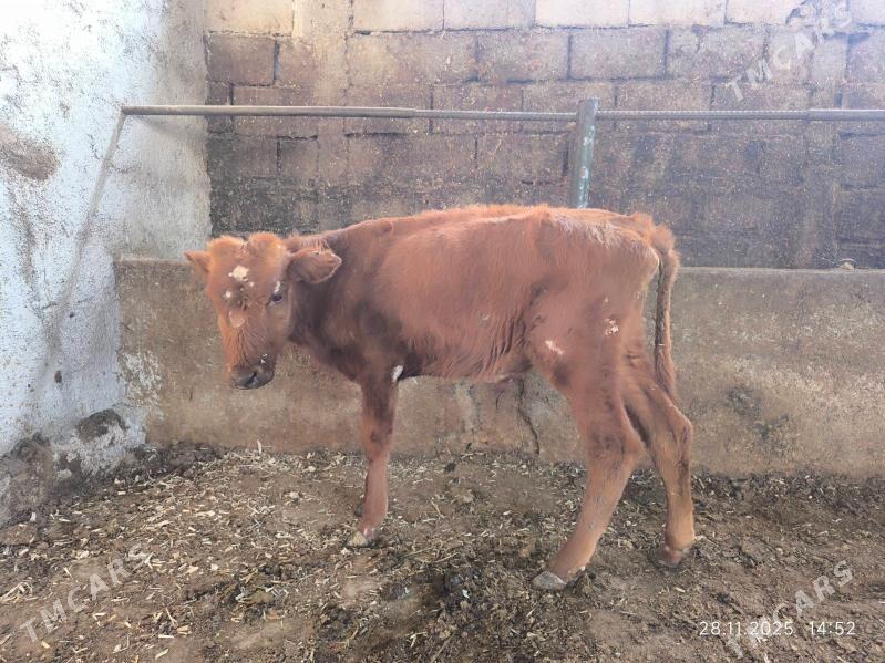 okuz - Чоганлы - img 2