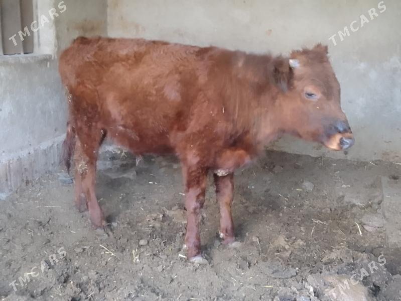 okuz - Bagyr - img 2