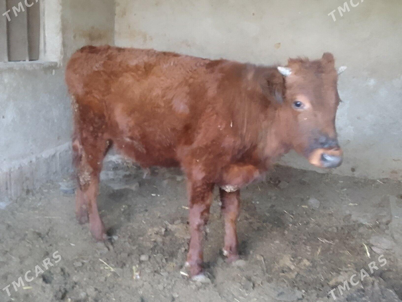 okuz - Bagyr - img 3