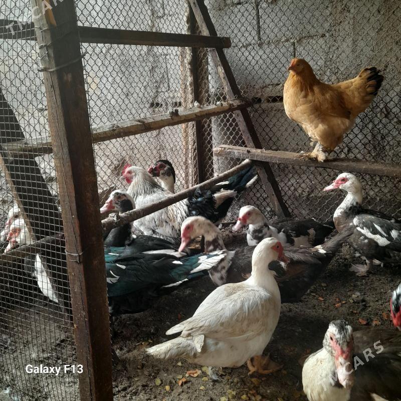 ordek. - Кëши - img 3