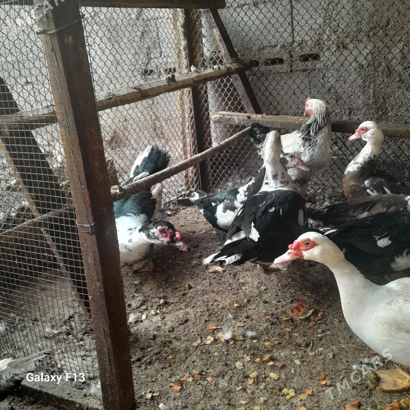 ordek. - Кëши - img 2