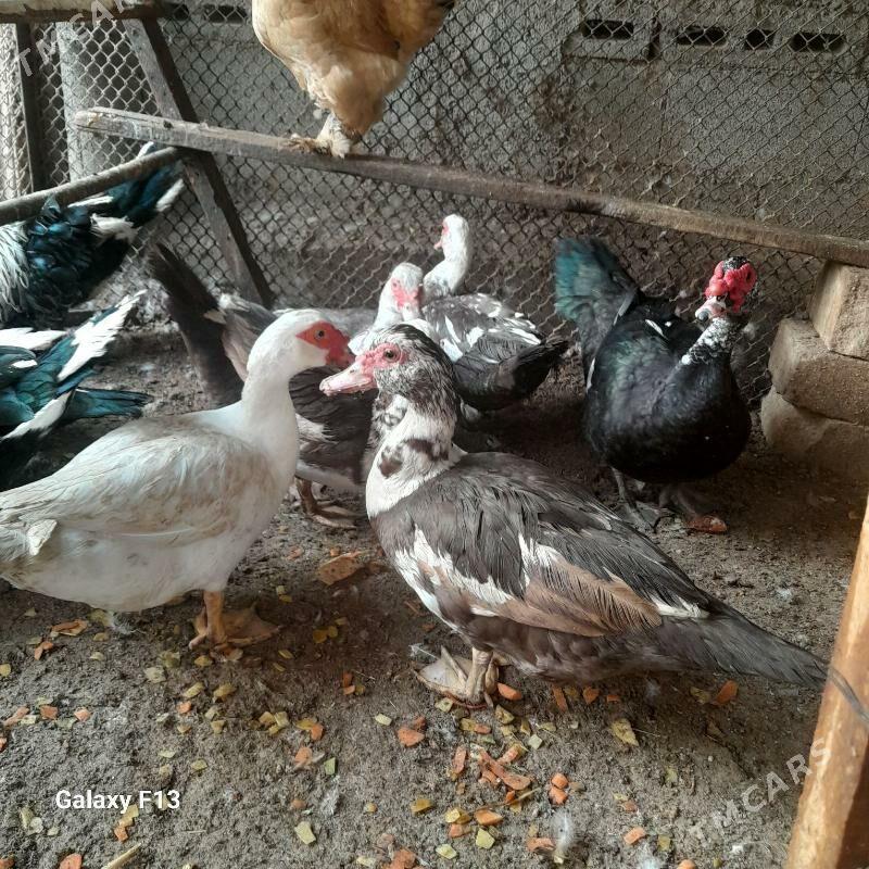 ordek. - Кëши - img 4