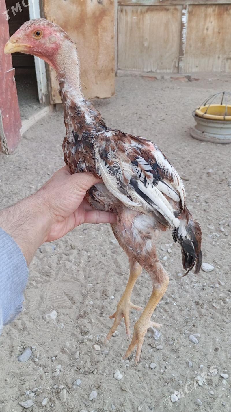 Taşkent jüje - Jebel - img 2