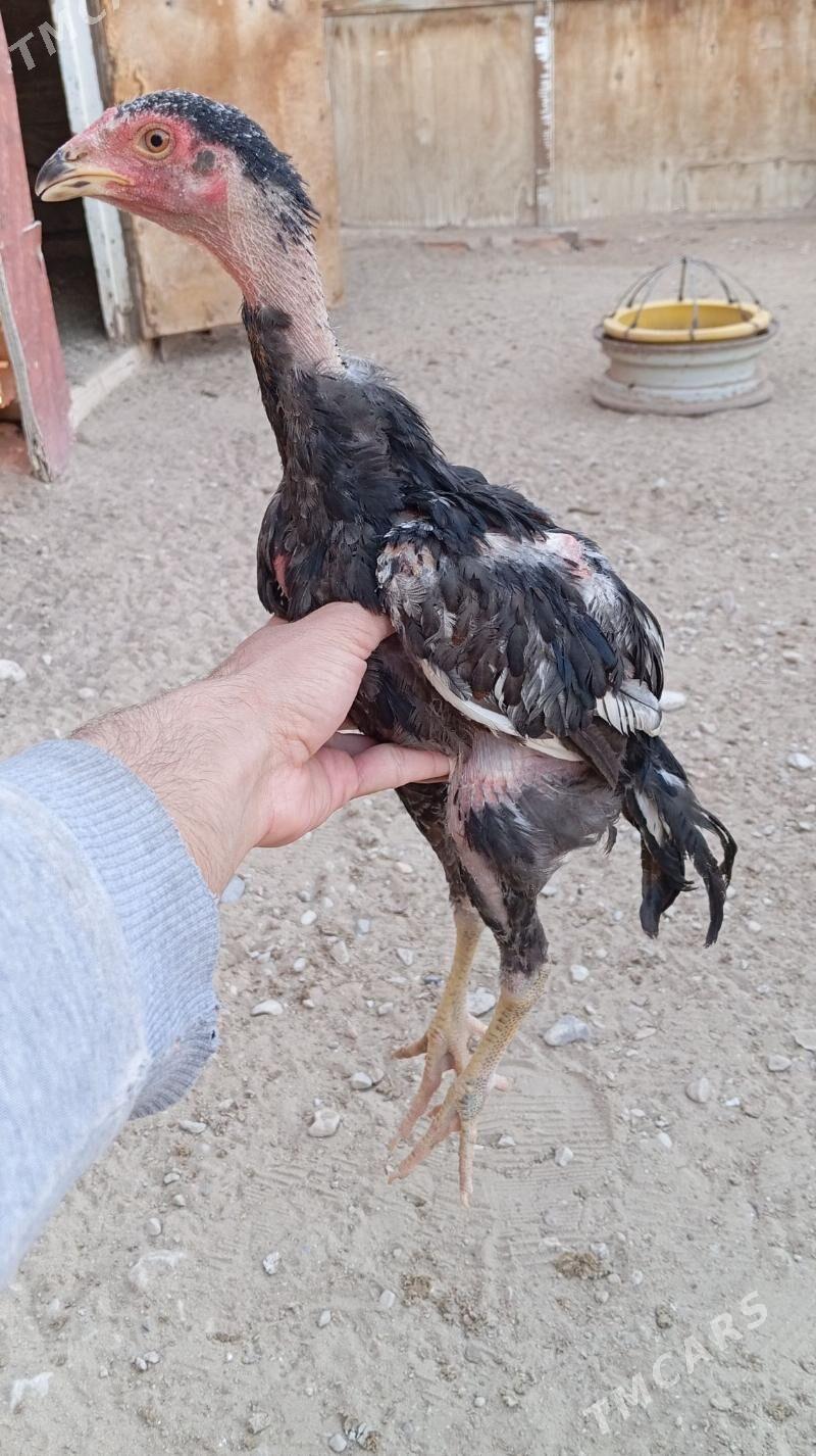 Taşkent jüje - Jebel - img 3