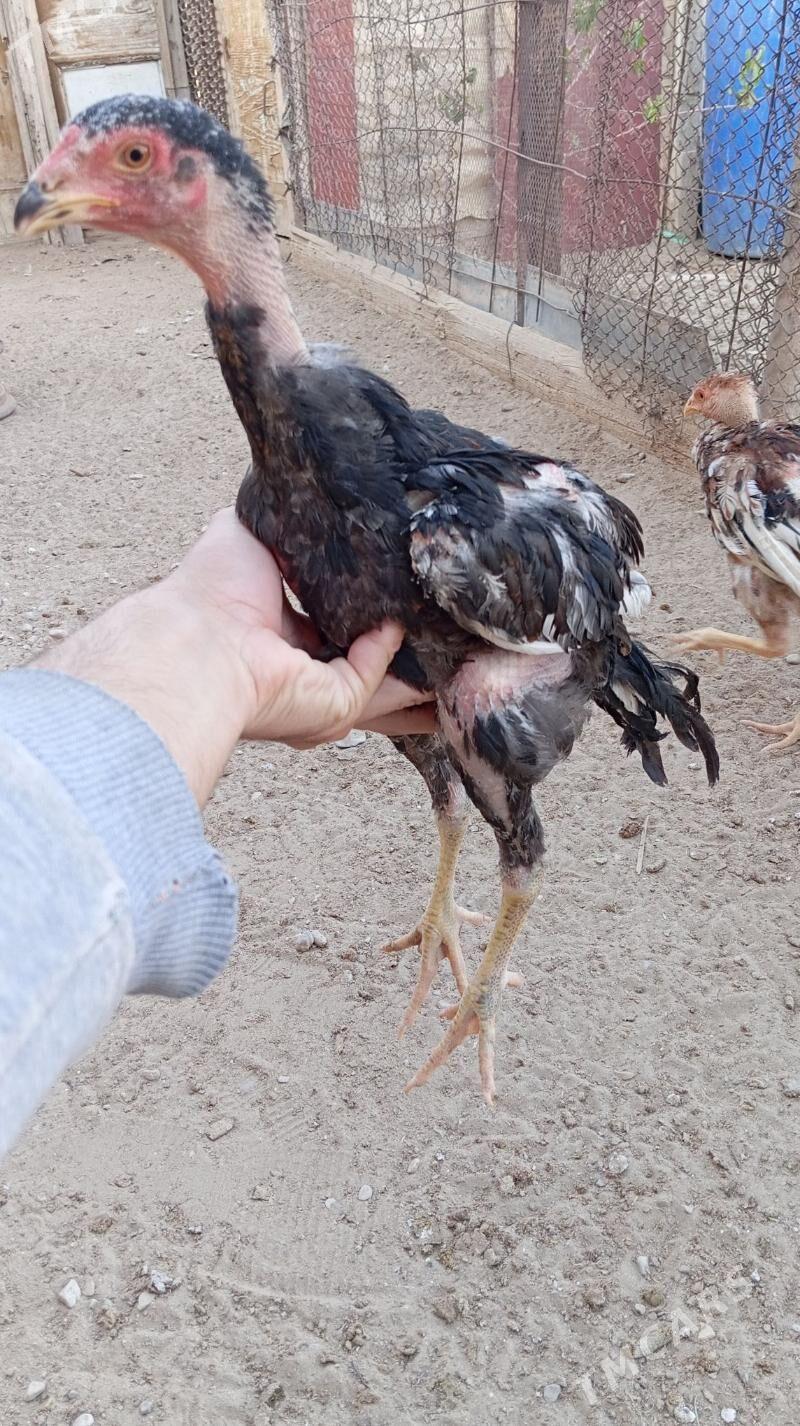 Taşkent jüje - Jebel - img 4