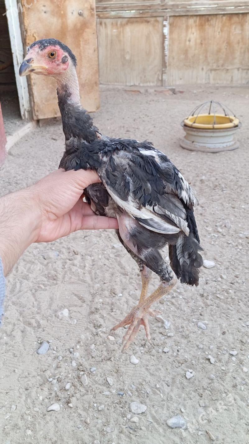 Taşkent jüje - Jebel - img 5