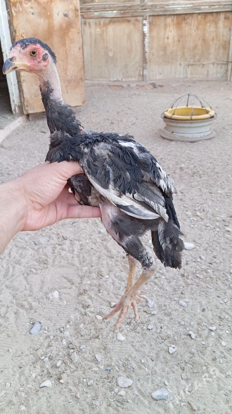 Taşkent jüje - Jebel - img 6