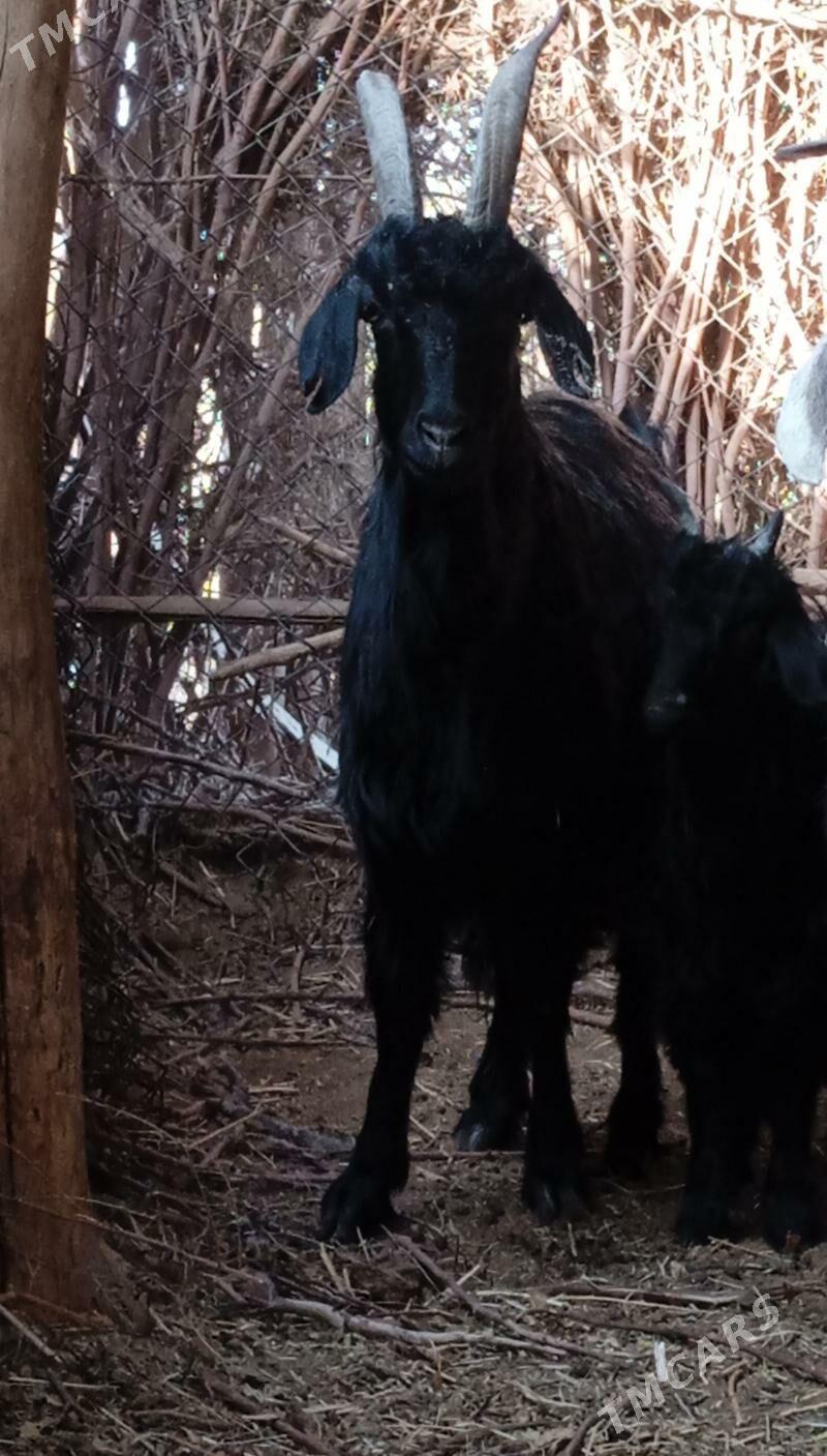 Geçi - Бабадайхан - img 3