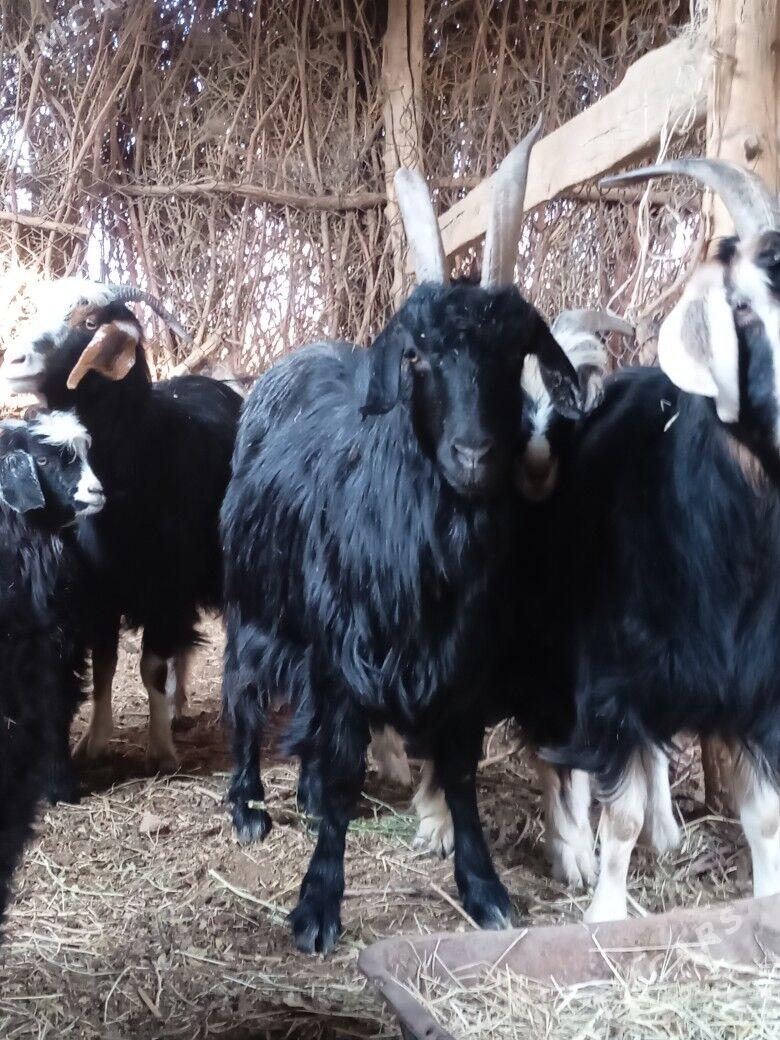 Geçi - Бабадайхан - img 4