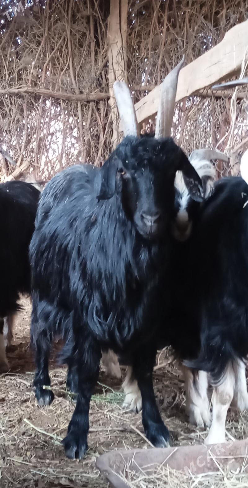 Geçi - Бабадайхан - img 2