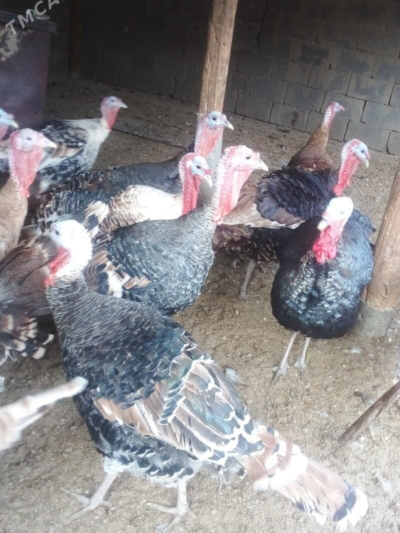 Induk - Büzmeýin - img 2