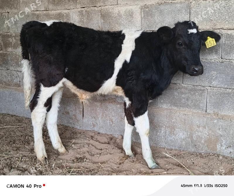 Okuz - Кипджак - img 4