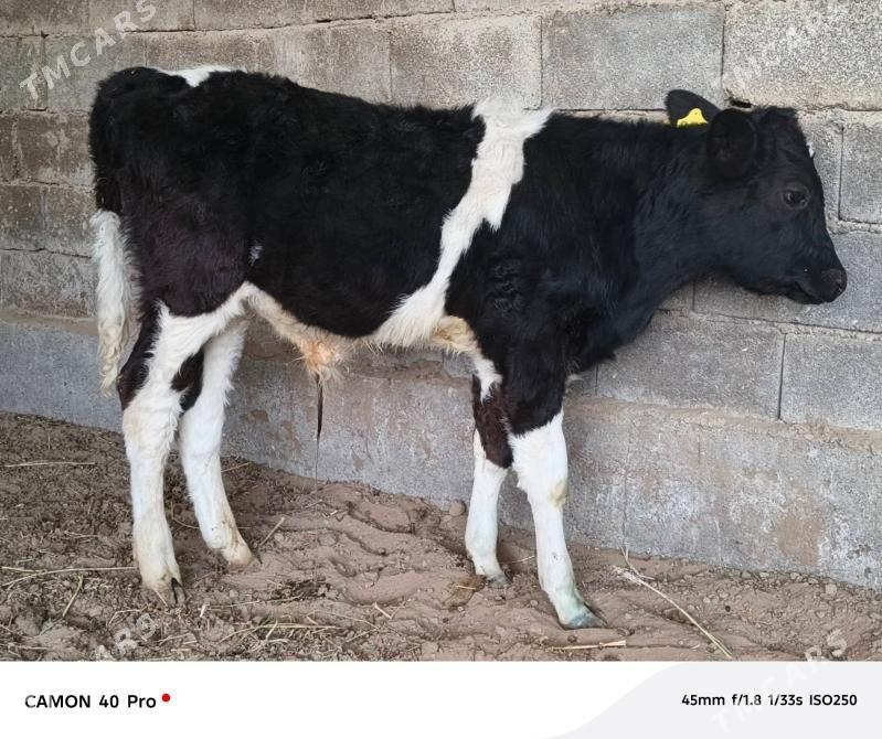 Okuz - Кипджак - img 3