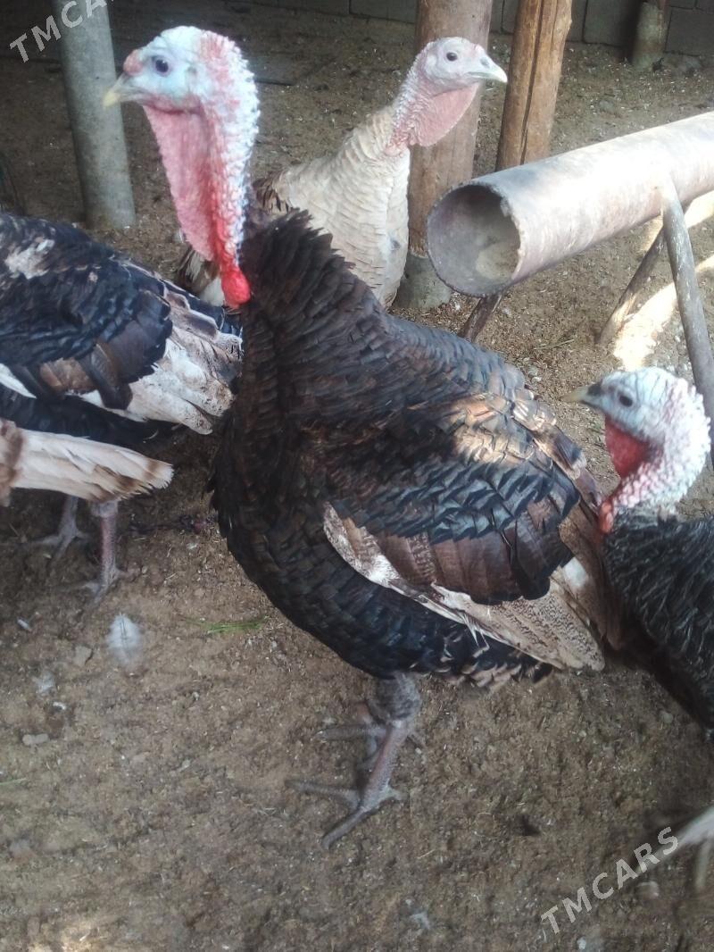 Induk - Büzmeýin - img 4