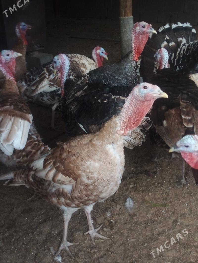 Induk - Büzmeýin - img 3