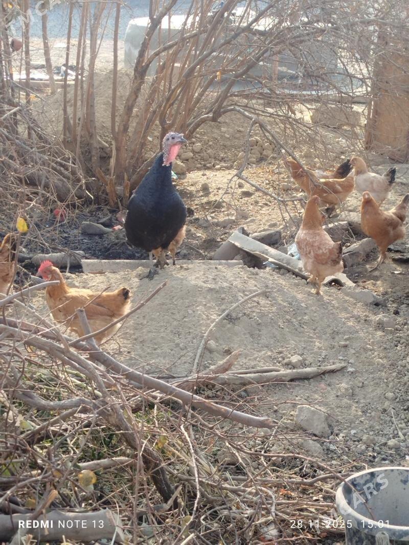 induk towuk - Бахарден - img 2