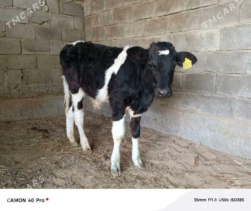 Okuz - Кипджак - img 5