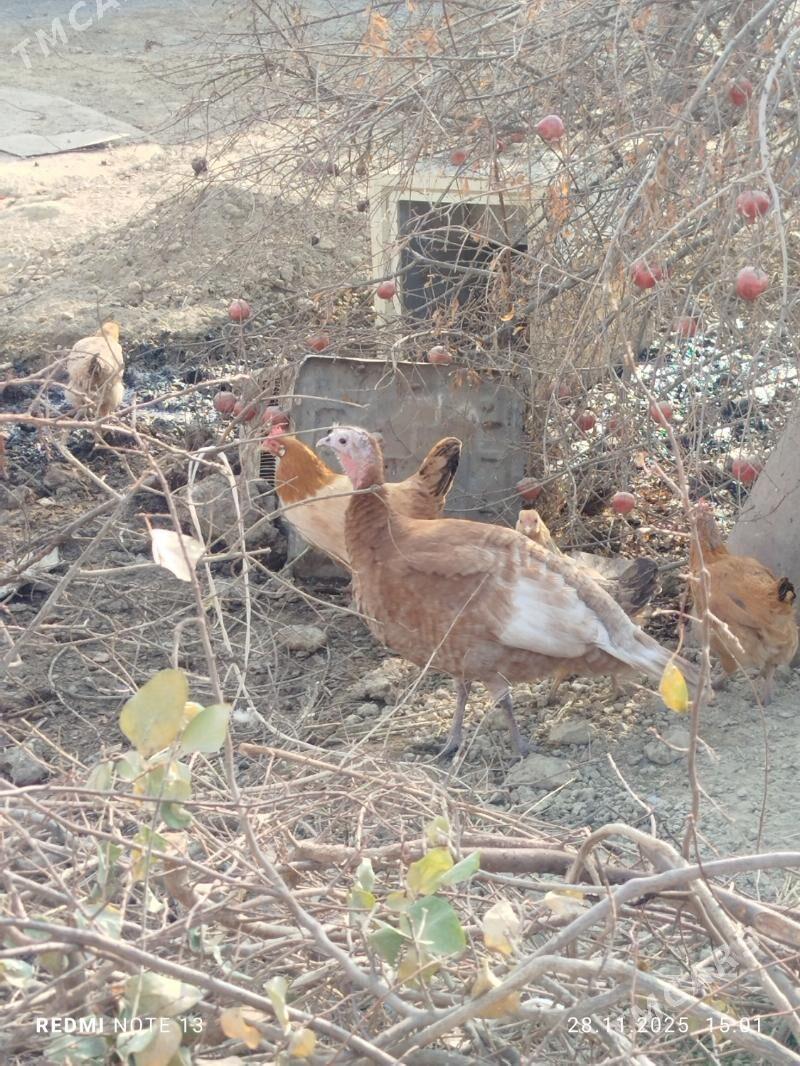 induk towuk - Бахарден - img 3