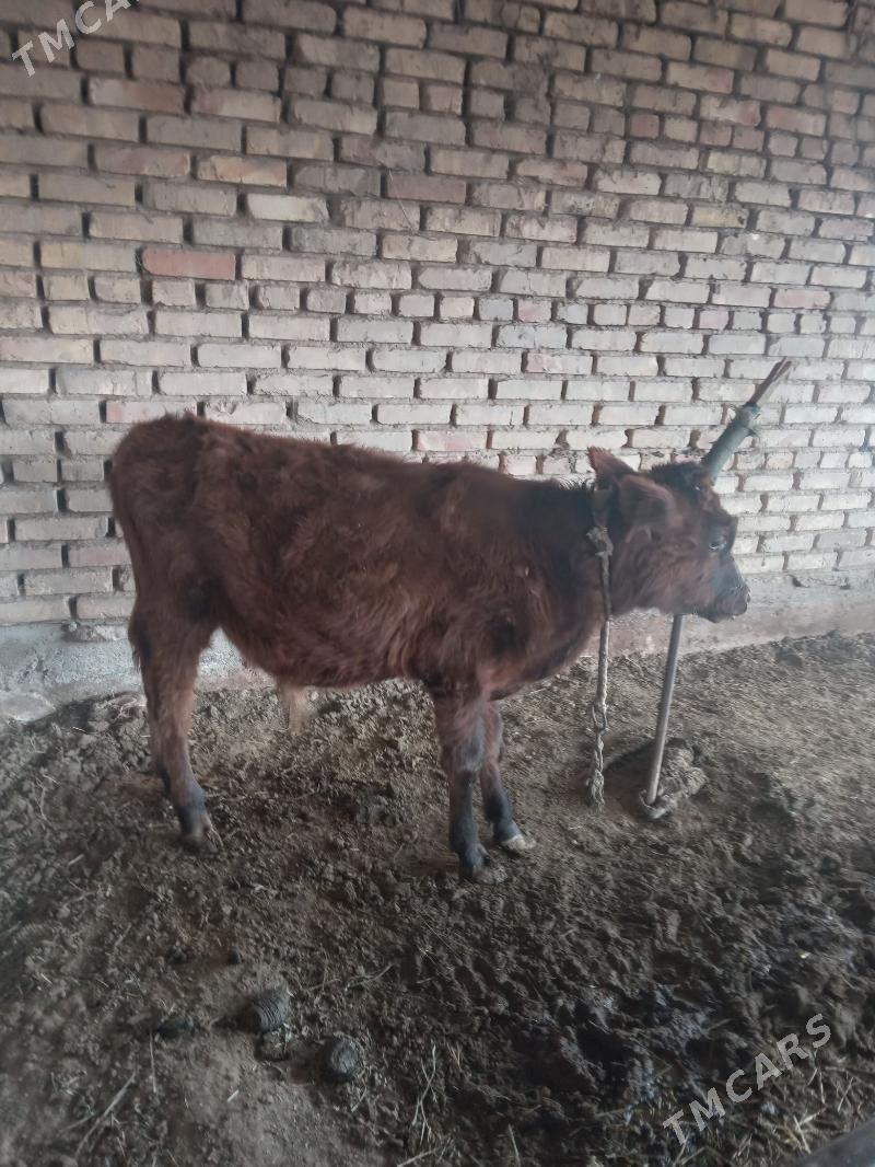 Öküz Gulajyn - Mary - img 2