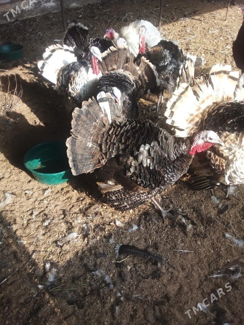 Induk - Büzmeýin - img 3