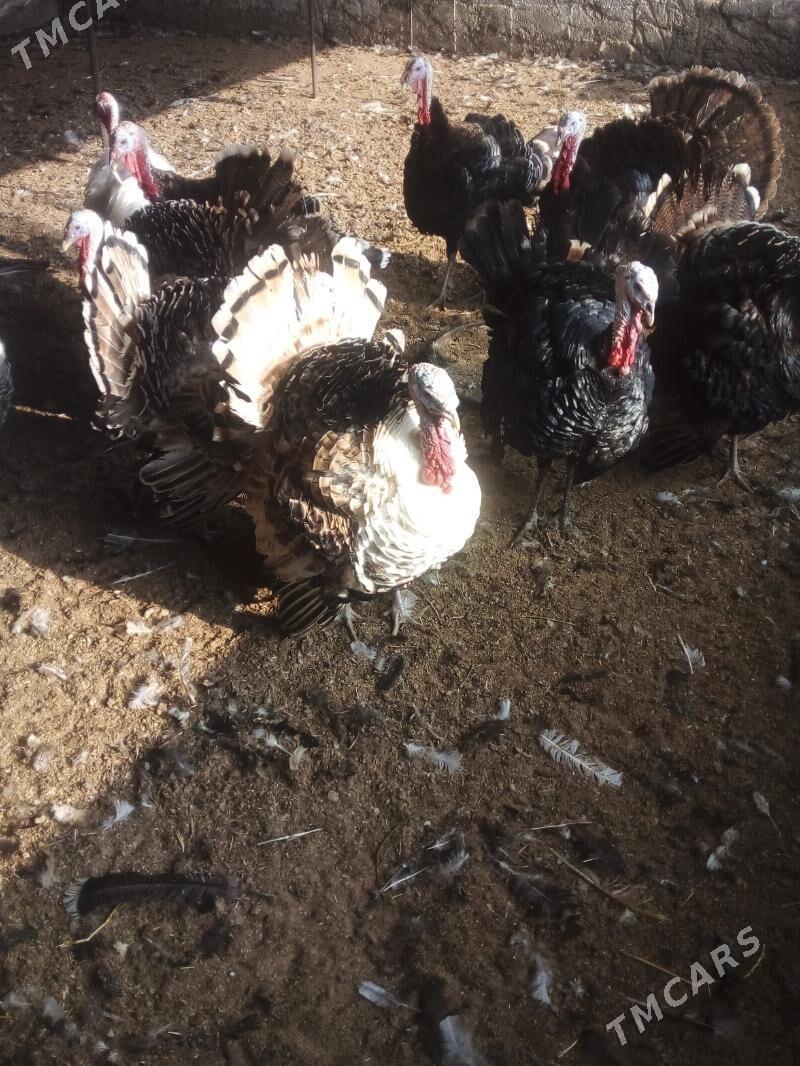 Induk - Büzmeýin - img 4