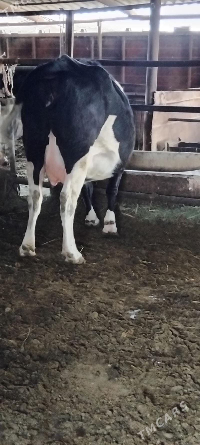 GIBRID AGYR BOGAZ SYGYR - Анев - img 1